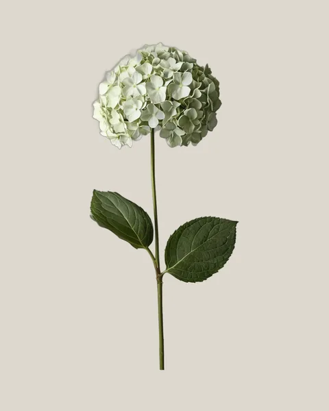 Hortensie Weiß – Hydrangea macrophylla