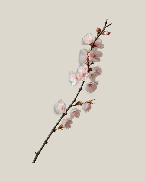 Kirschblütenzweig – Prunus serrulata