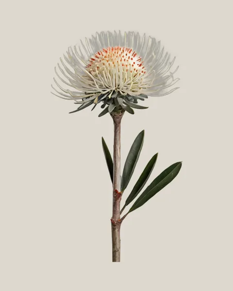 Nadelkissen Carnival Yellow – Leucospermum