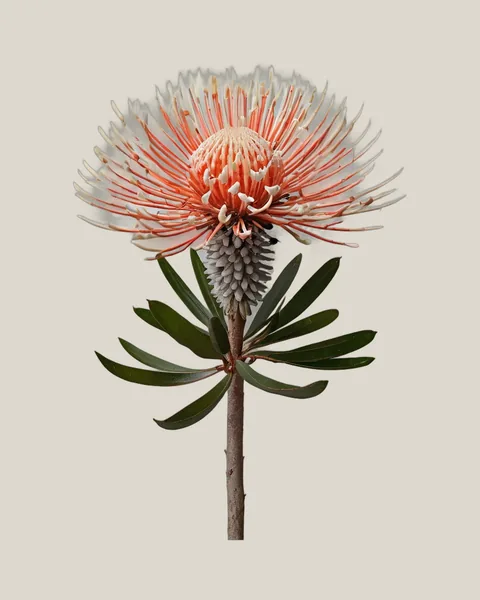 Leucospermum – Leucospermum cordifolium