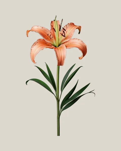 Lilie Orange