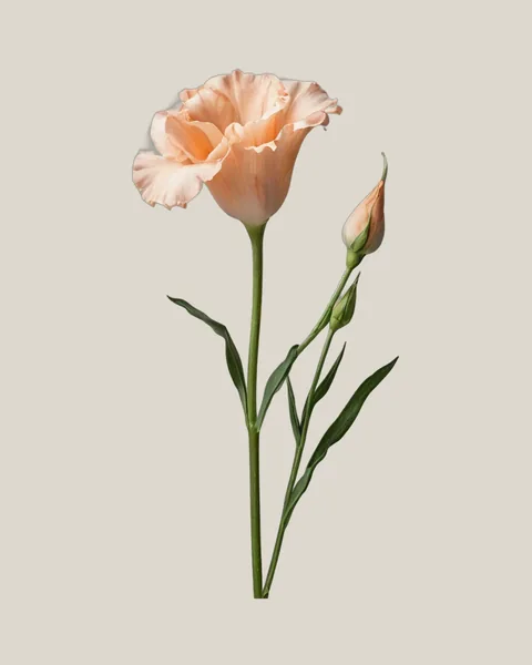 Lisianthus Apricot – Eustoma grandiflorum