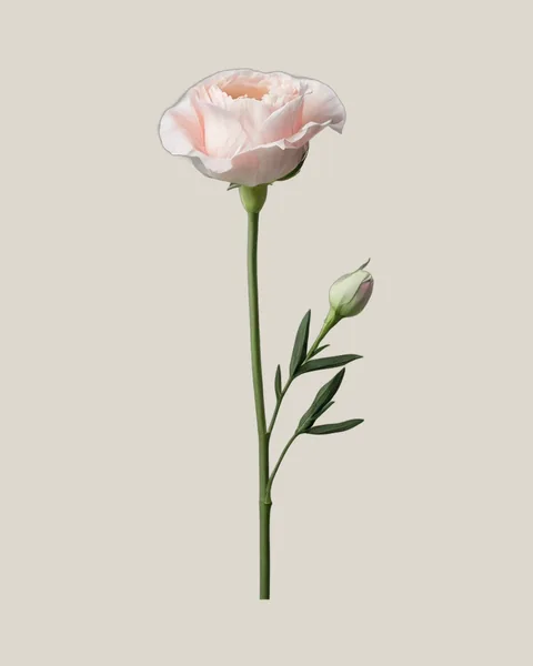 Lisianthus Rosa – Eustoma grandiflorum