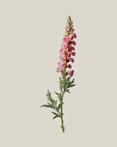 Löwenmäulchen Rosa – Antirrhinum majus