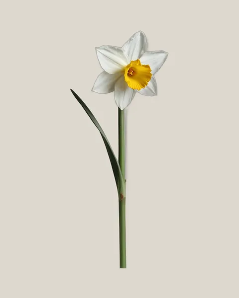 Narzisse Weiß – Narcissus