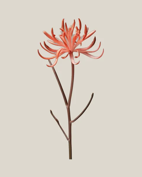 Guernsey-Lilie Coral – Nerine bowdenii