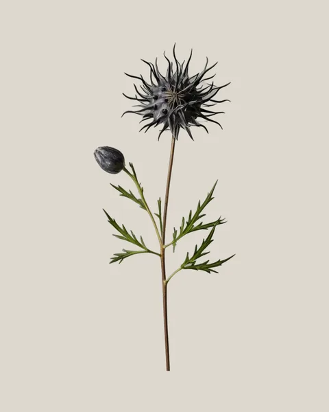 Nigella Pods – 