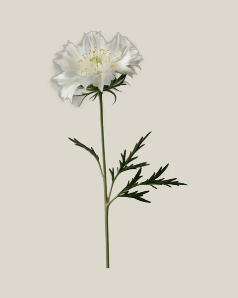 Nigella Weiß – 