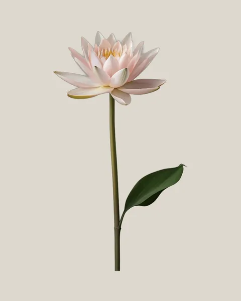 Seerose Pink – Nymphaea