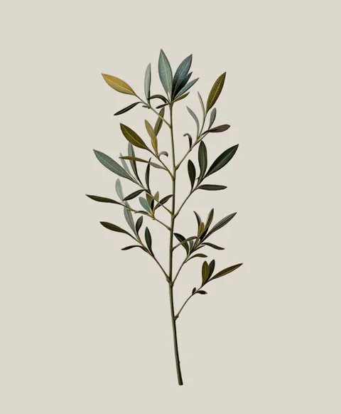 Olive Silber