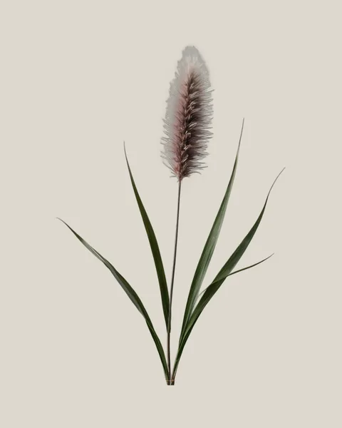Pennisetum – 