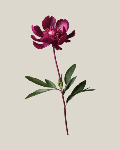 Pfingstrose Fuchsia