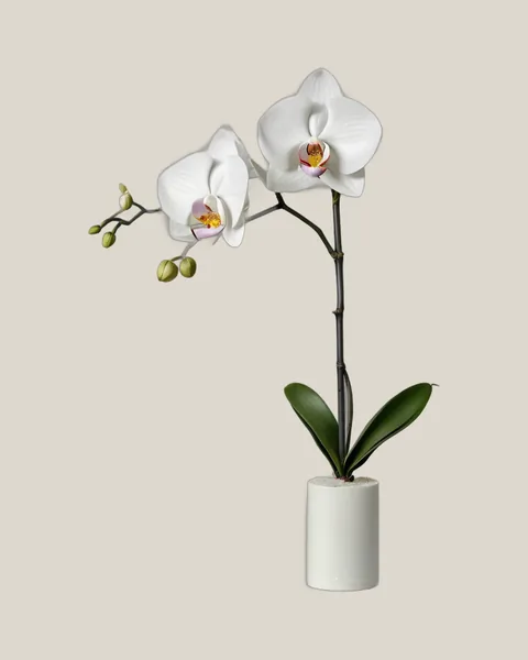 Phalaenopsis Weiß – Phalaenopsis