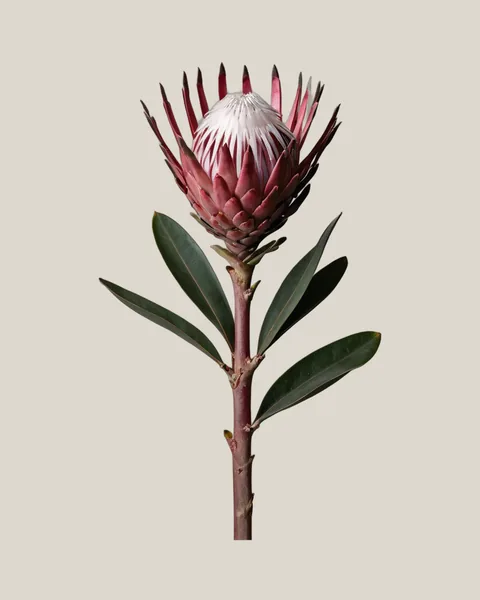 Protea Niobe – Protea cynaroides