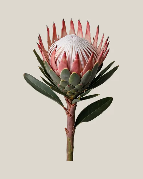Protea Pink Mink – Protea cynaroides
