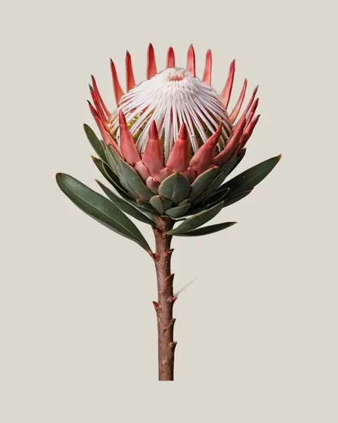 Honig-Protea Coral – Protea repens