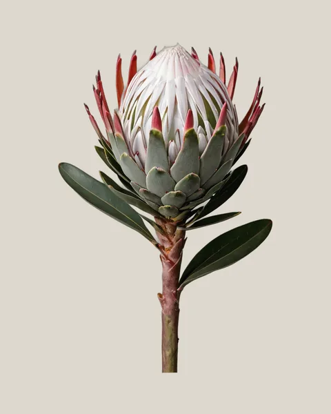 Honig-Protea Weiß – Protea repens