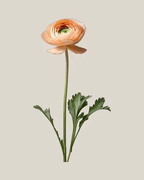 Ranunkel Peach – Ranunculus asiaticus