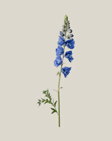 Rittersporn Blau