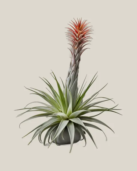 Tillandsie – Tillandsia xerographica