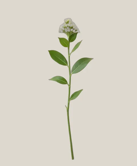 Skimmia Grün